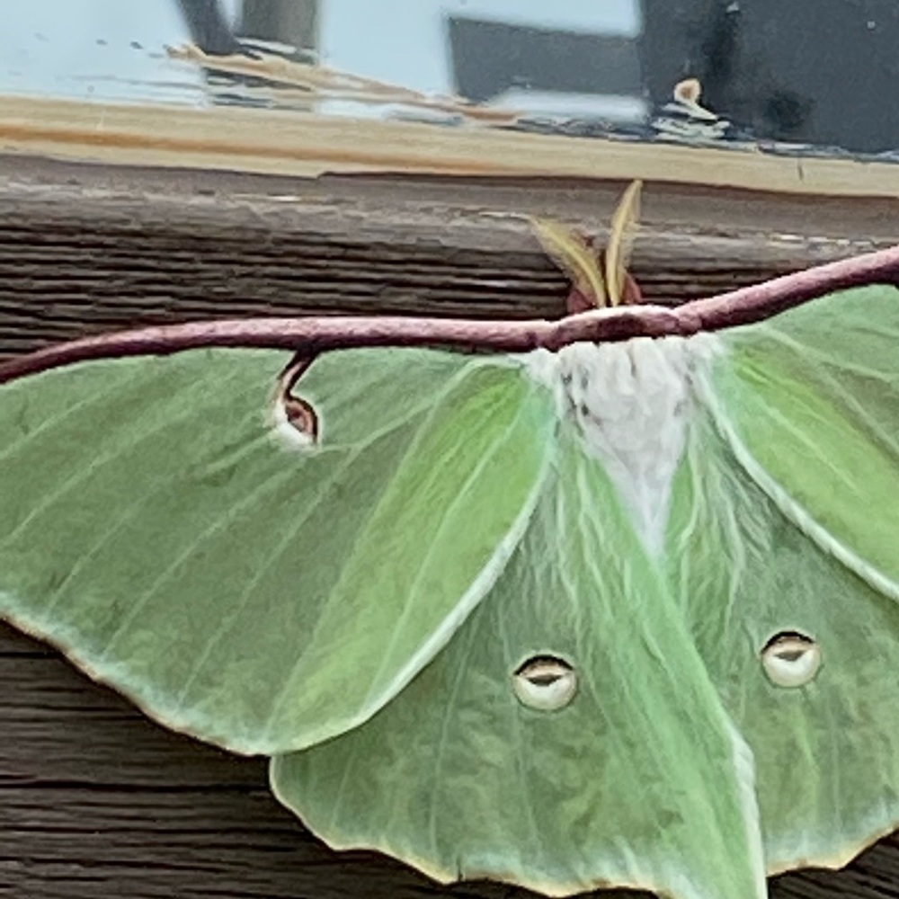 Meet your Posher, M.J.